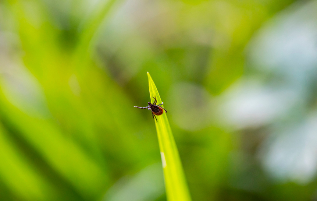Encéphalite à tiques : l&rsquo;Anses recommande une surveillance renforcée