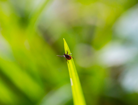 Encéphalite à tiques : l’Anses recommande une surveillance renforcée