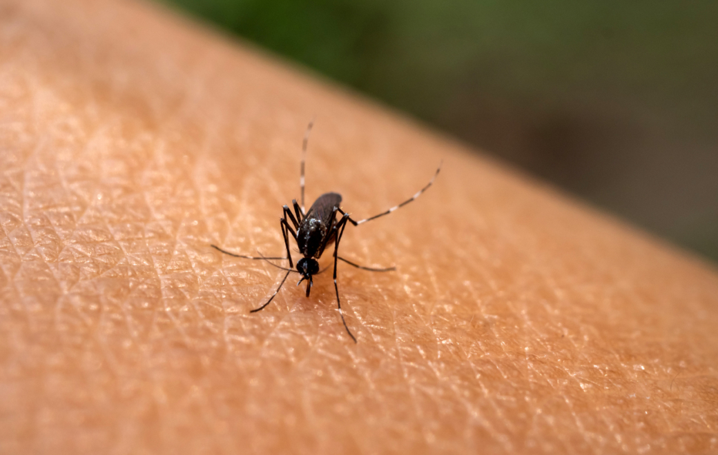 Chikungunya : premier cas en Grand-Est et bilan sur la sécurité du vaccin Ixchiq