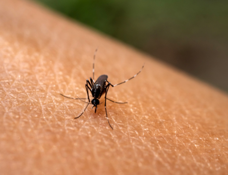 Chikungunya : premier cas en Grand-Est et bilan sur la sécurité du vaccin Ixchiq