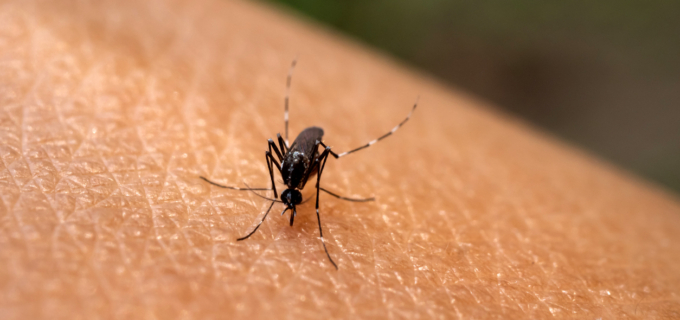 Chikungunya : premier cas en Grand-Est et bilan sur la sécurité du vaccin Ixchiq