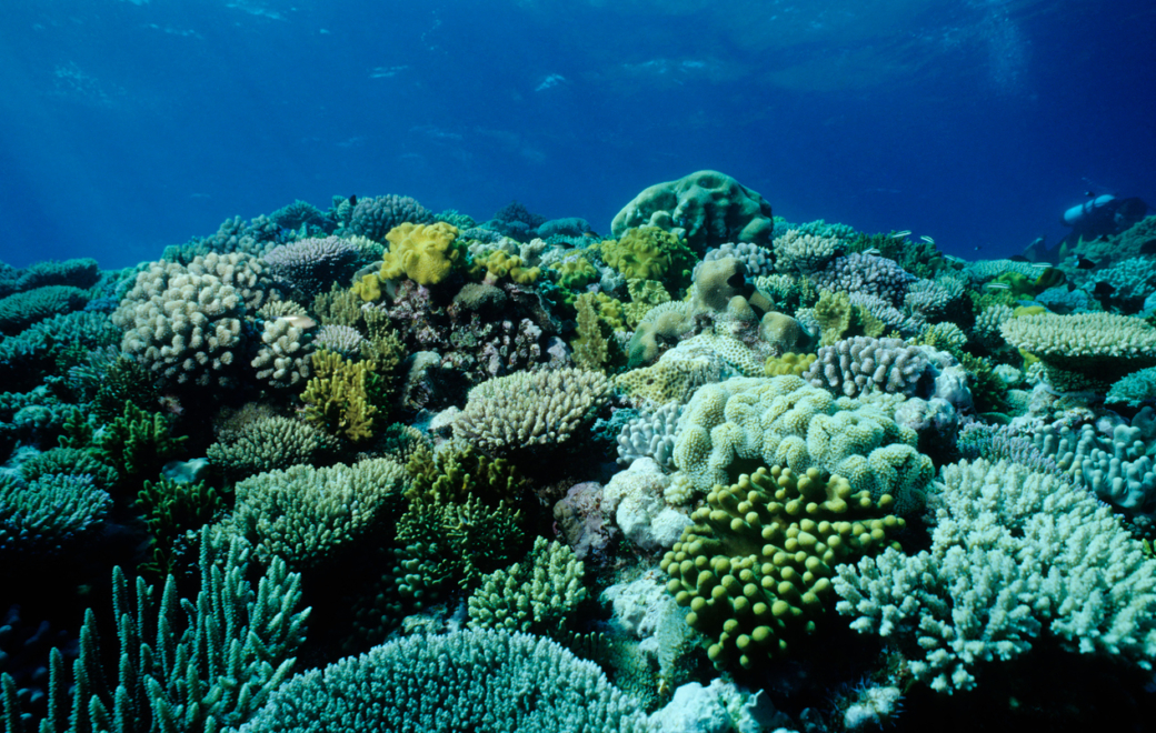 Pollution des océans : 5 filtres UV dans les crèmes solaires à éviter