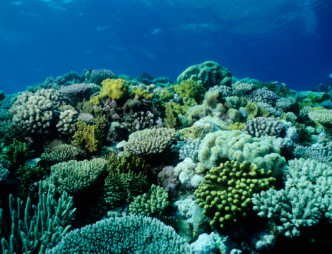 Pollution des océans : 5 filtres UV dans les crèmes solaires à éviter