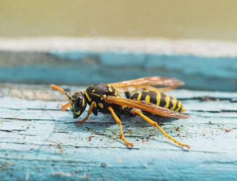 Comment réagir en cas de piqûre d’hyménoptère ?