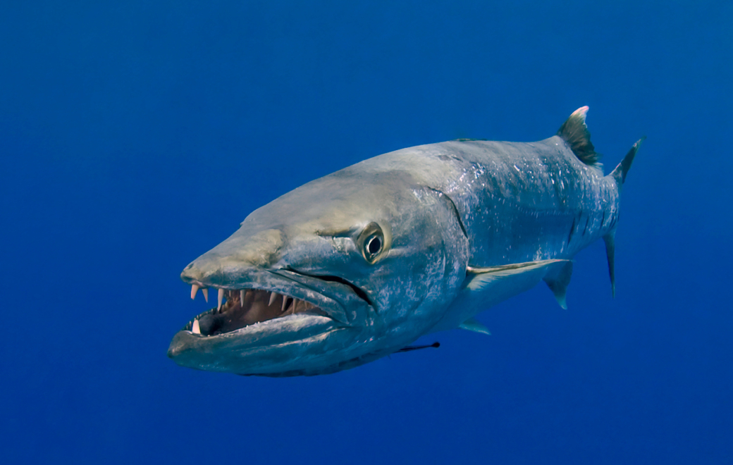 Poisson tropical et ciguatera : une liaison toxique