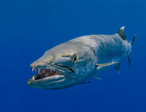 Poisson tropical et ciguatera : une liaison toxique