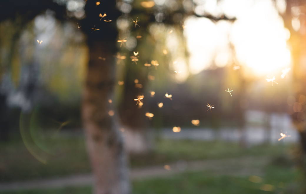 Virus du Nil occidental en Île-de-France : deux premiers cas autochtones signalés