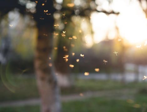 Virus du Nil occidental en Île-de-France : deux premiers cas autochtones signalés