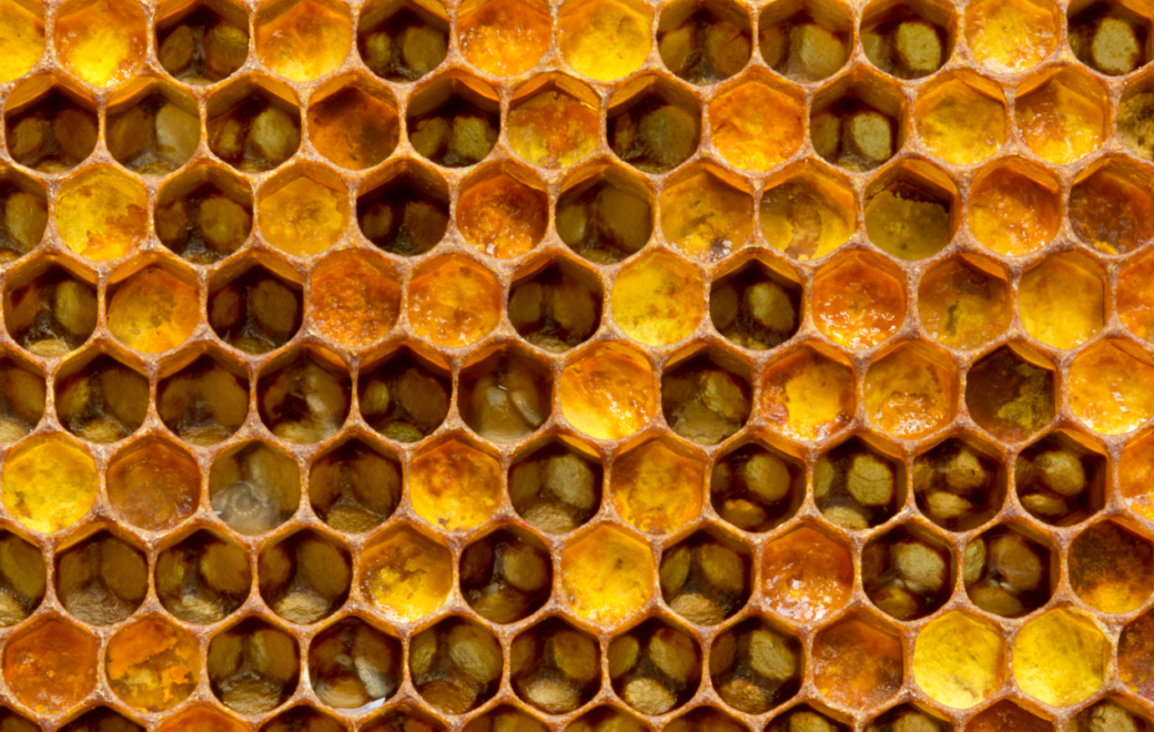 La gelée royale : le vrai et le faux sur ce « trésor de la ruche »