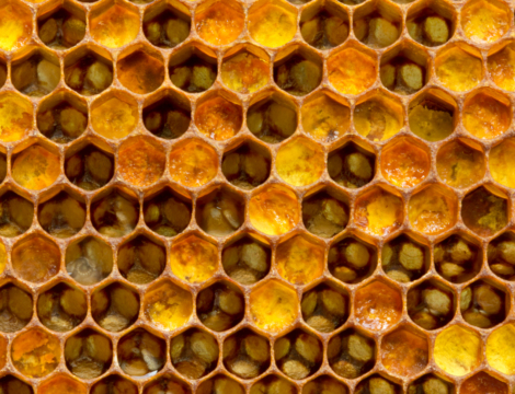 La gelée royale : le vrai et le faux sur ce « trésor de la ruche »