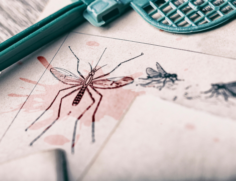 Paludisme : la transmission locale reprend à Mayotte, prudence maximale