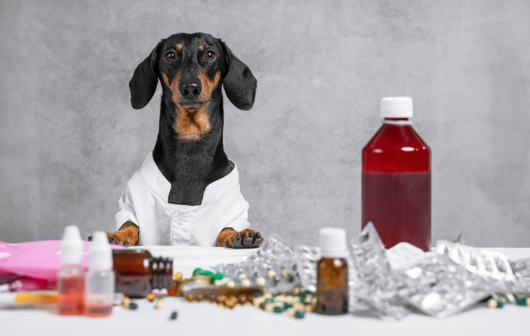 Médicaments vétérinaires et vente en ligne : ce que change le nouveau décret