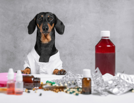 Médicaments vétérinaires et vente en ligne : ce que change le nouveau décret