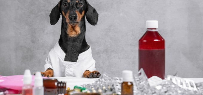 Médicaments vétérinaires et vente en ligne : ce que change le nouveau décret