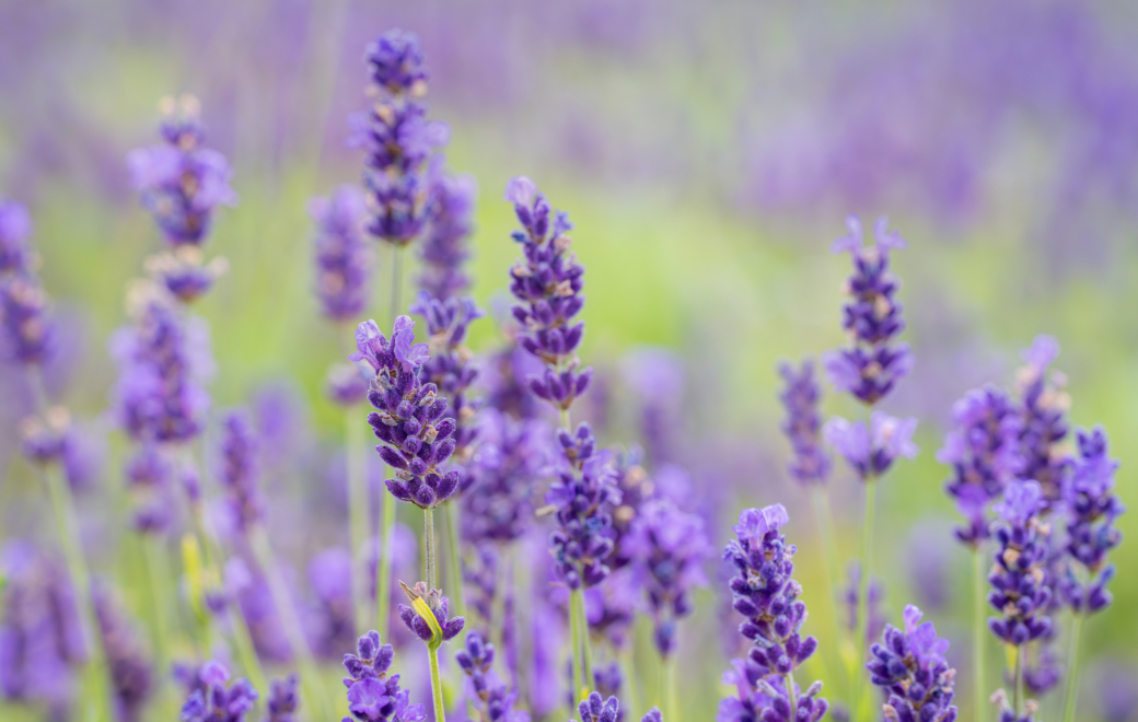 L’huile essentielle de lavande fine : reine de l’aromathérapie