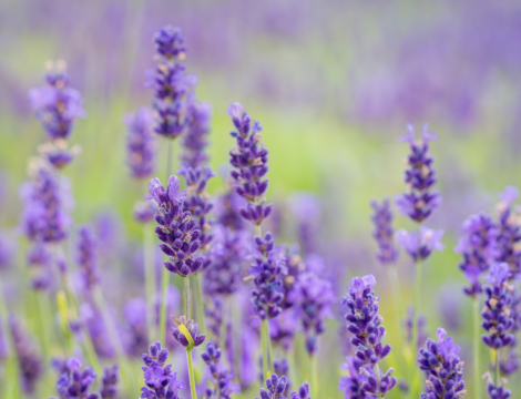 L’huile essentielle de lavande fine : reine de l’aromathérapie