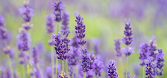 L’huile essentielle de lavande fine : reine de l’aromathérapie