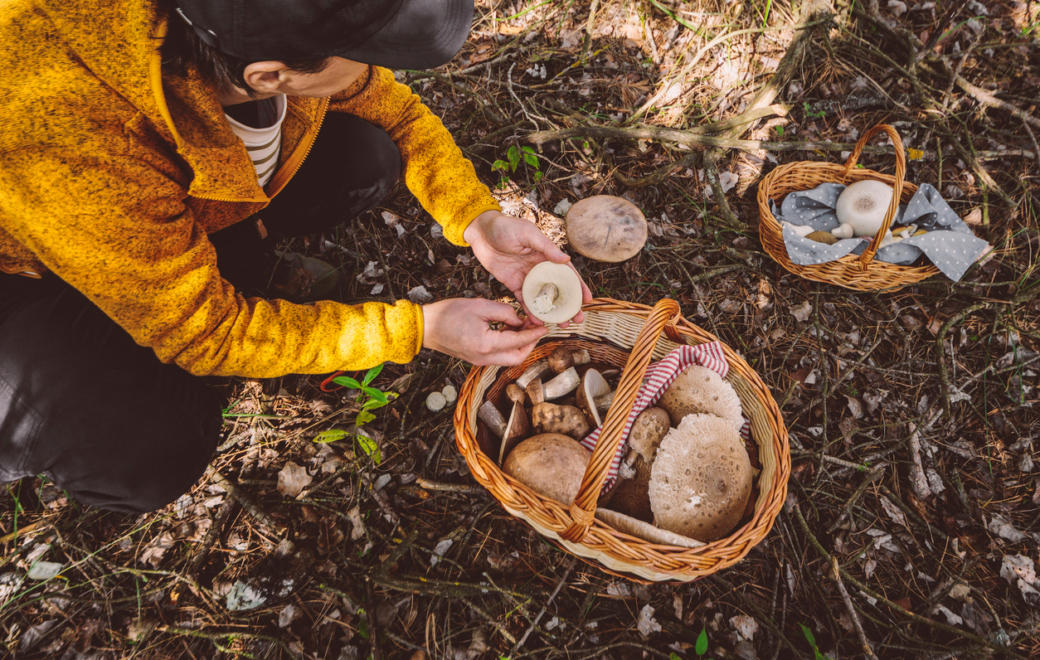 Champignons : la cueillette automnale sous surveillance