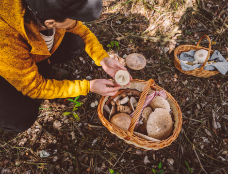 Champignons : la cueillette automnale sous surveillance