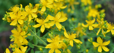 Le millepertuis pour chasser la dépression légère à modérée 