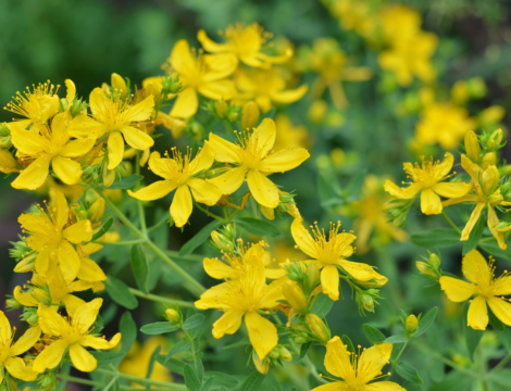 Le millepertuis pour chasser la dépression légère à modérée 