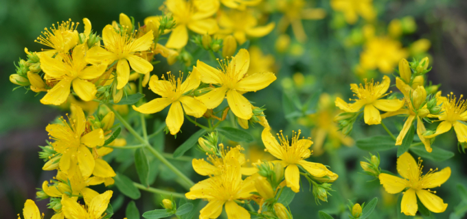 Le millepertuis pour chasser la dépression légère à modérée 