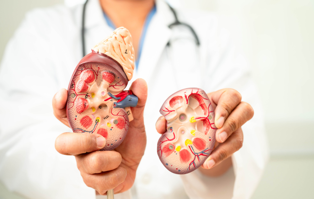 1/5 – Pathologie : la maladie rénale chronique en 5 questions