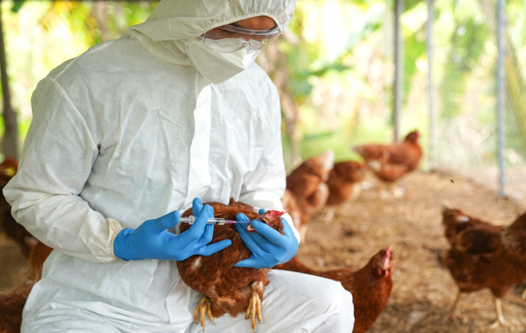 Influenza aviaire : des mesures renforcées pour réduire le risque d’infection humaine