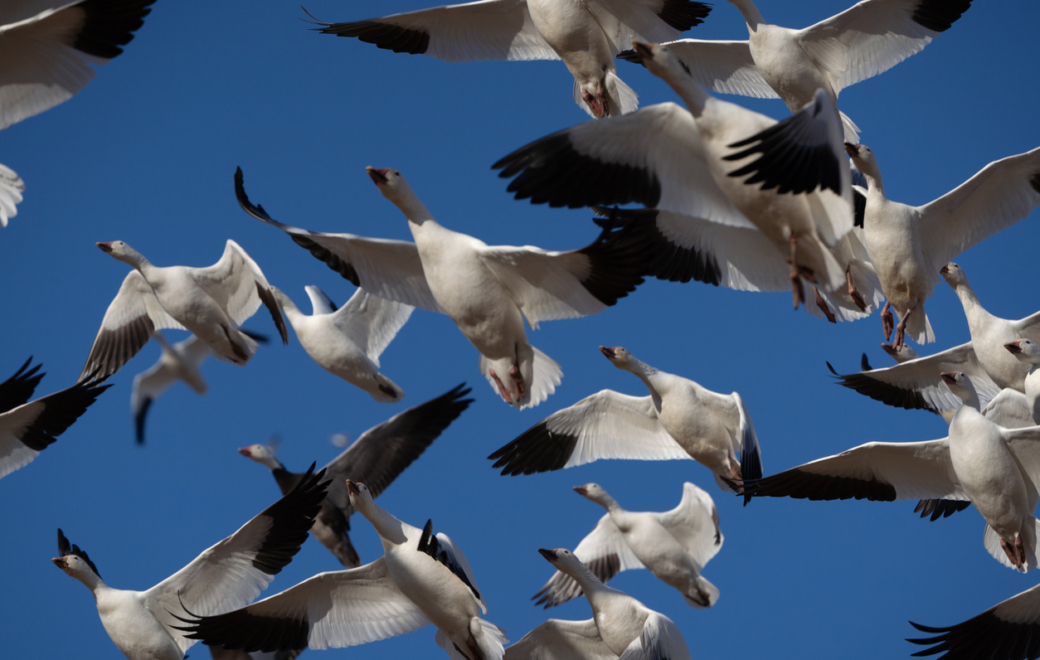 Grippe aviaire A(H9N2) : un premier cas humain importé en Europe