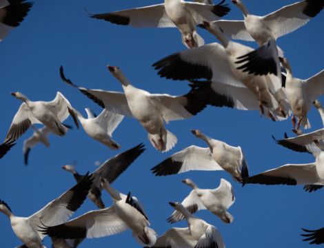 Grippe aviaire A(H9N2) : un premier cas humain importé en Europe